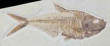 Detailed, Diplomystus Fossil Fish - Wyoming #79057-1